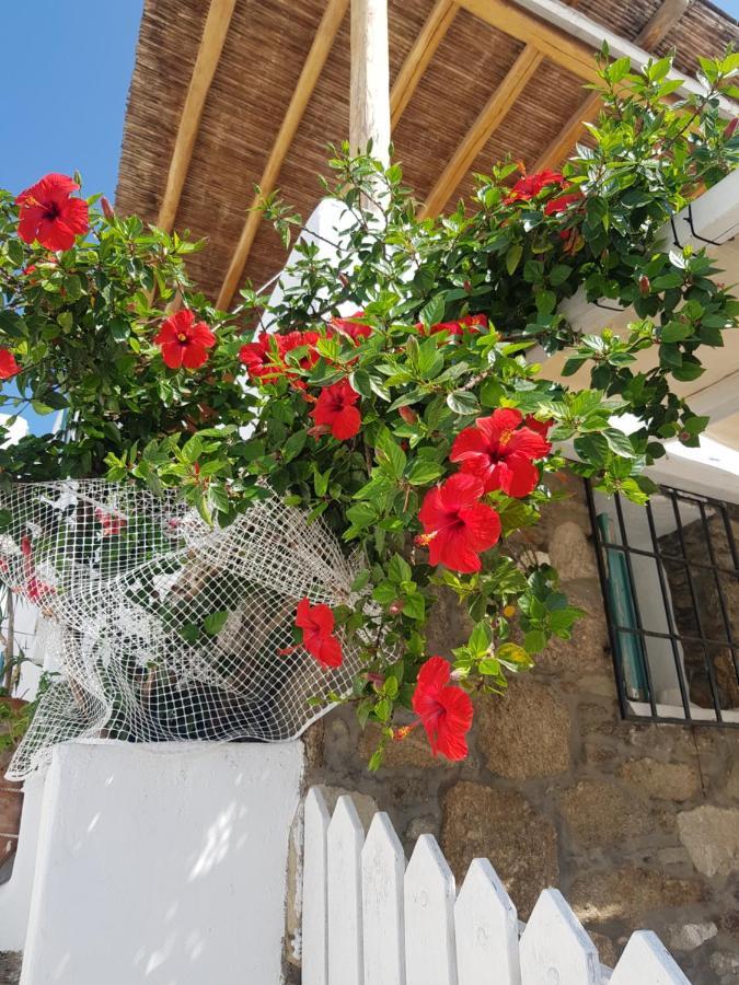 Hibiscus Rosa Mykonos Villa Mykonos Town Kültér fotó
